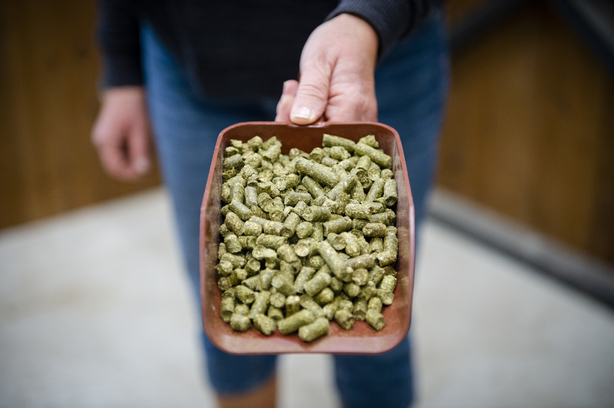 Foto: Sandra Nordin Johansson Lusernpellets Foder Lusern Protein