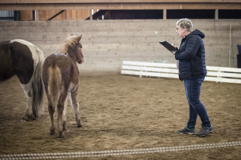 5 tips inför föl- och unghästbedömning