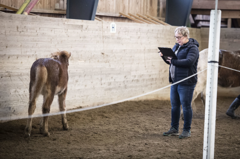 Nina Bergholtz tipsar – så ska du tänka vid föl- och unghästmönstring