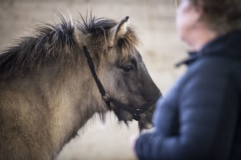Nu drar föl- och unghästbedömningarna igång