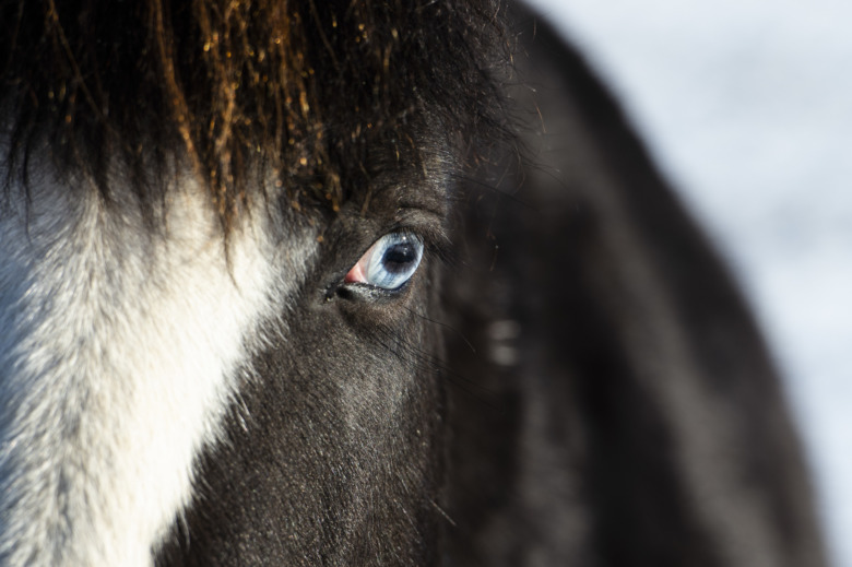 Islandshästföretag kritiseras för samarbete