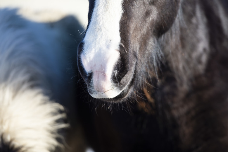 Virusabort i Värmland och EHV-1 på flera håll