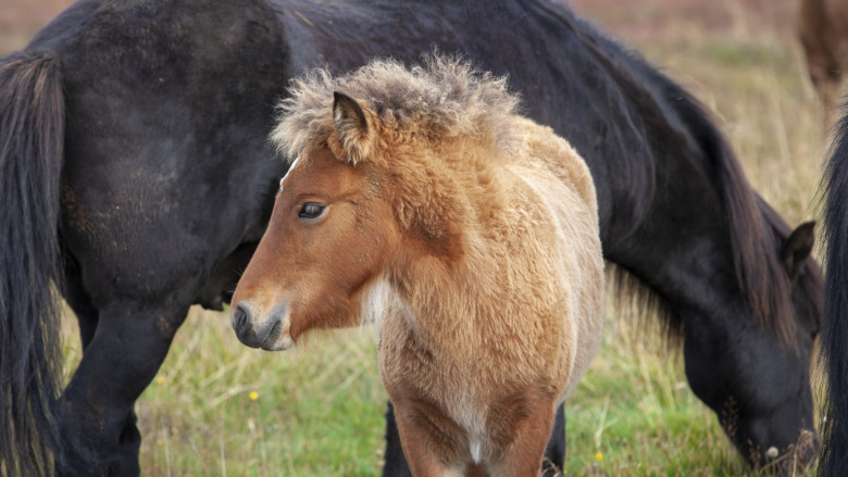 Herd Of Iceland Ponies In Northern Iceland