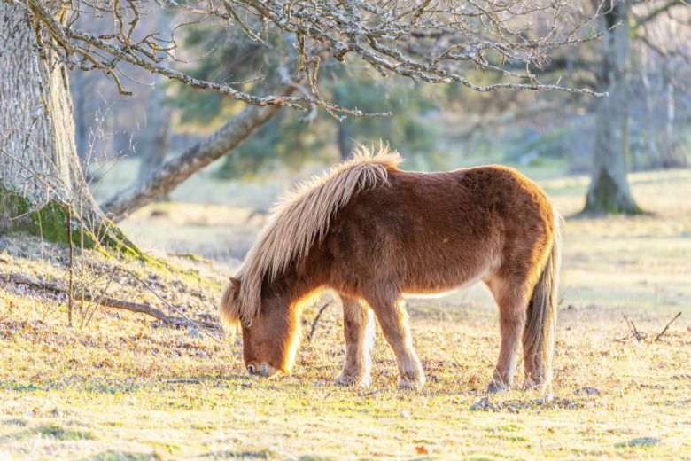 Forskningen om EMS går vidare med fasteprover