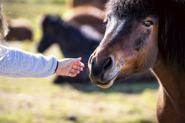 Särskild lag reglerar hästaffärer