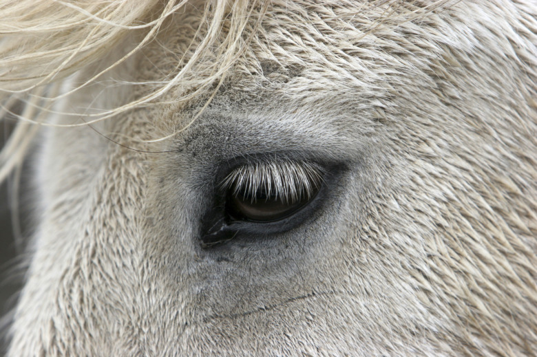 ”Insulinsvaret efter utfodring sjönk med mer än 50 procent”