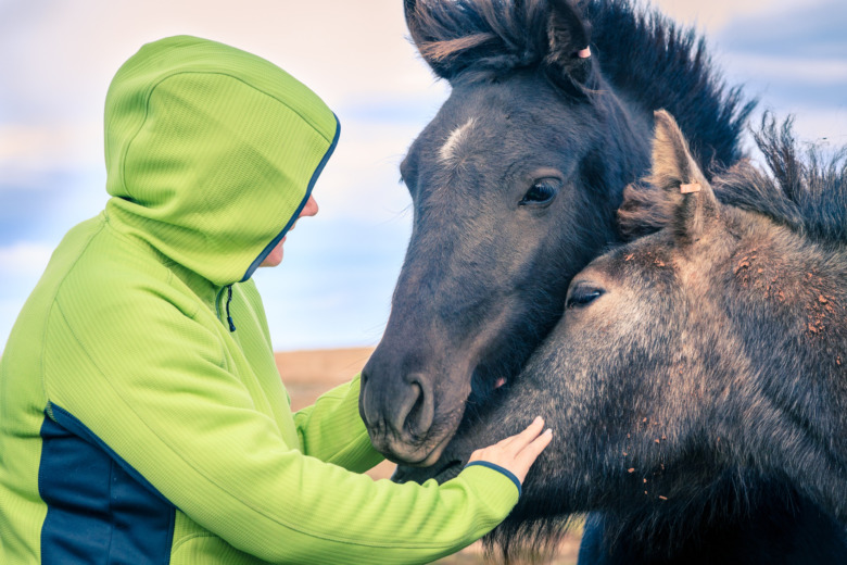 Lagändring kan få veterinärer att välja bort besiktningar