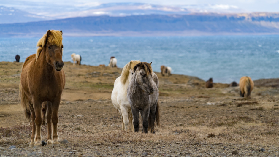 Forskning: Hästar kan rädda permafrost