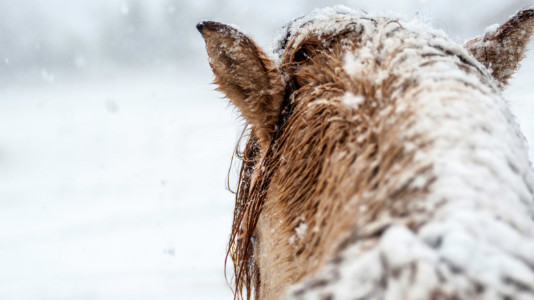 Plogning förstörde hage – islandshäst rymde och skadestånd dröjer