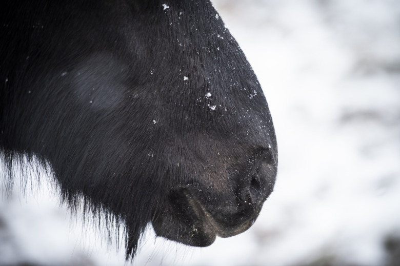 Hästar omhändertagna efter vanvård