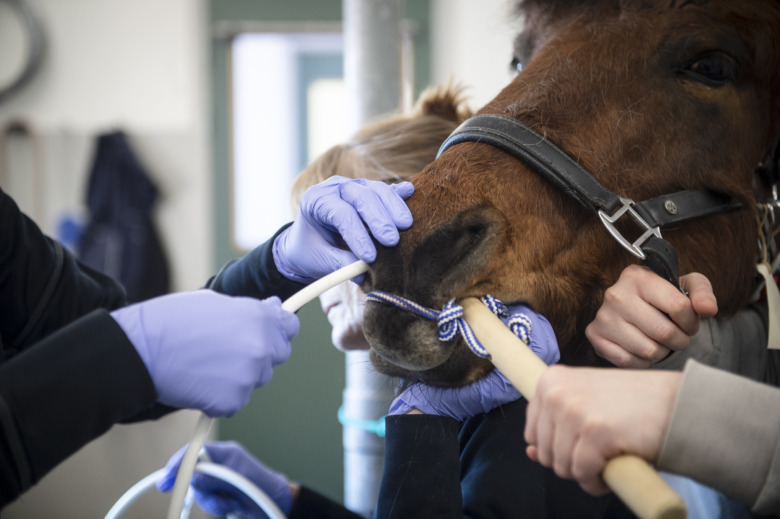 ”Märker du att din häst inte är som den brukar — gör en utredning”
