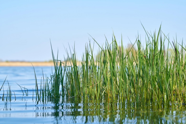 SLU-studie: Vass kan bli klimatsmart foder till islandshästar
