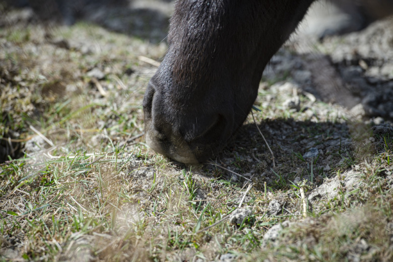 Forskningsnytt: Låt hästen söka efter föda