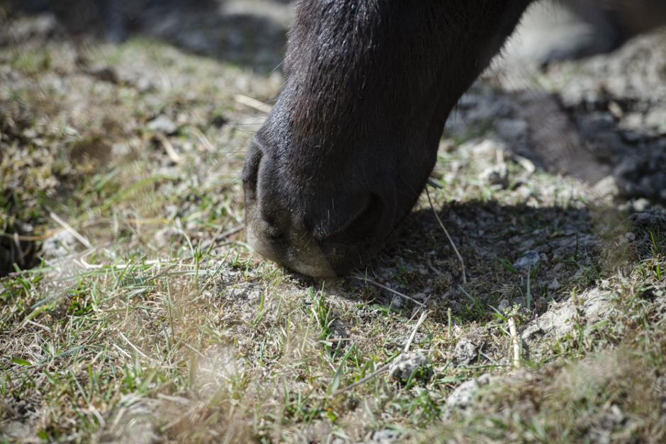 Forskningsnytt: Låt hästen söka efter föda