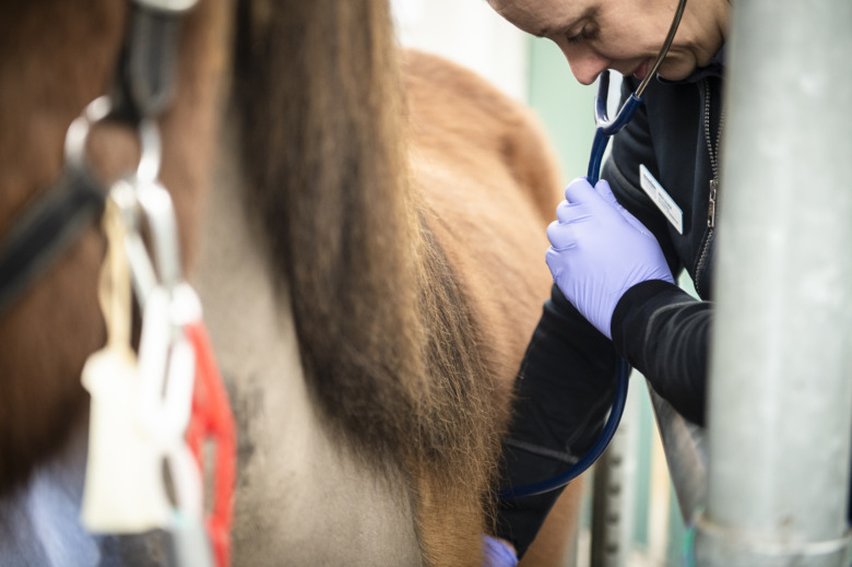 Brist på arbetskraft i flera yrken inom hästnäringen