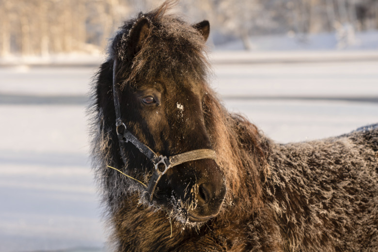Veterinären: ”Kvarkan gömmer sig i grimman”