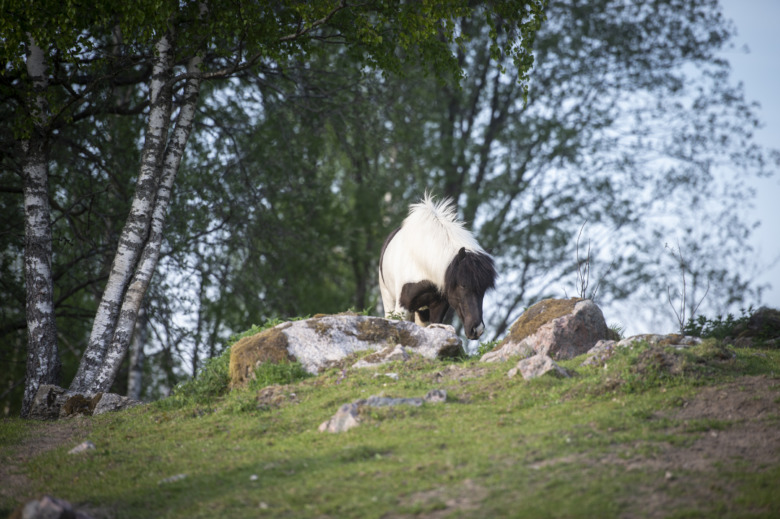 Guide: Hitta rätt bete