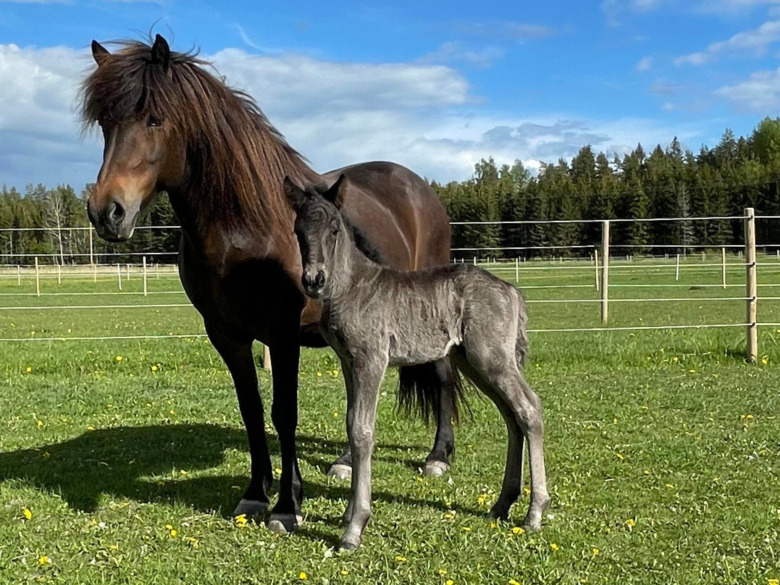 Kolla klippet: Se upp med föl som ”rullar gulligt”