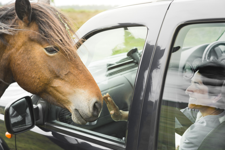 Forskning: Bilister och ryttare förstår inte varandra