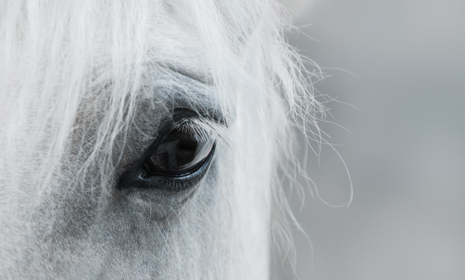 Känner du igen om din häst visar lugnande signaler?