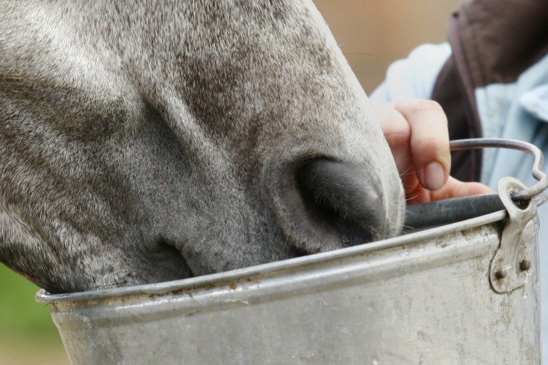 Så ökar hästens vattenbehov vid värme