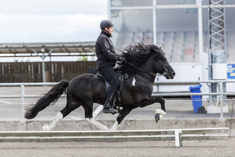 Färre anmälda hästar till årets avelsbedömningar