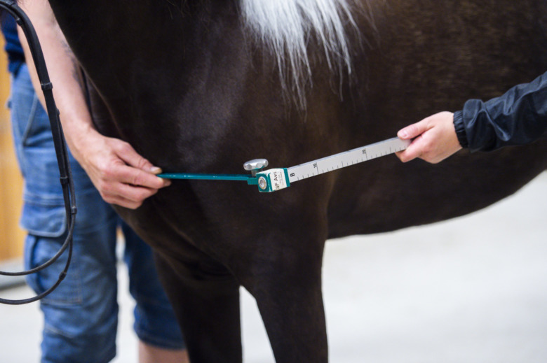 Islandshästen blir högre – och belönas i ridegenskaper