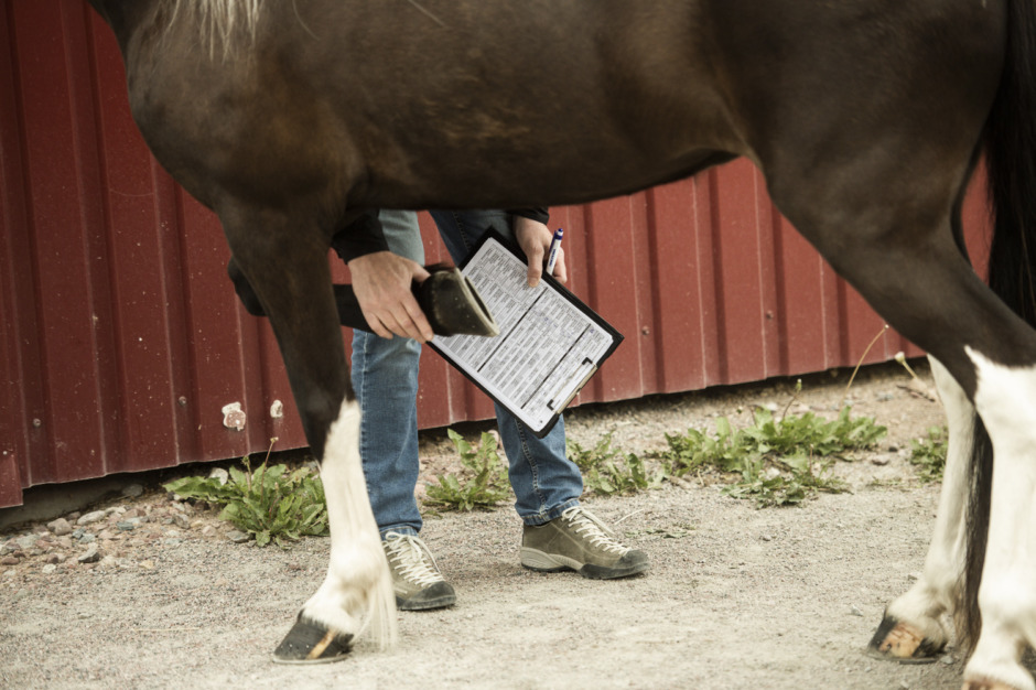 Avelsbedömningen på Axevalla öppnar för fler platser