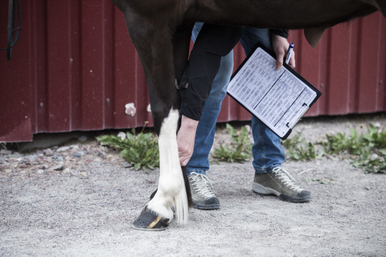 Tidsprogram släppta för årets första avelsbedömningar