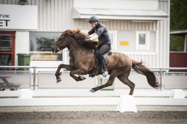 Svenska Avelsmästerskapen – Stor nyhet för svenska uppfödare