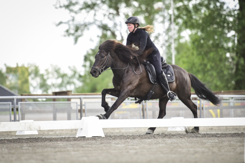 Bildextra från avelsbedömningen på Romme