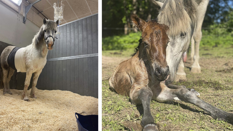Bryndís och Bónus överlevde buköppning