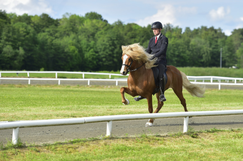 Fina poäng för svensk häst på dansk avelsbedömning
