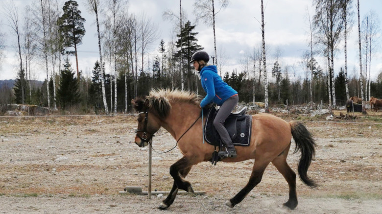 Camilla Hed: ”Islandshästryttare borde bli bättre på att använda två- och trepunktssits”