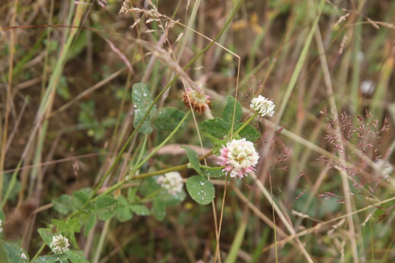 Se upp för alsikeklövern