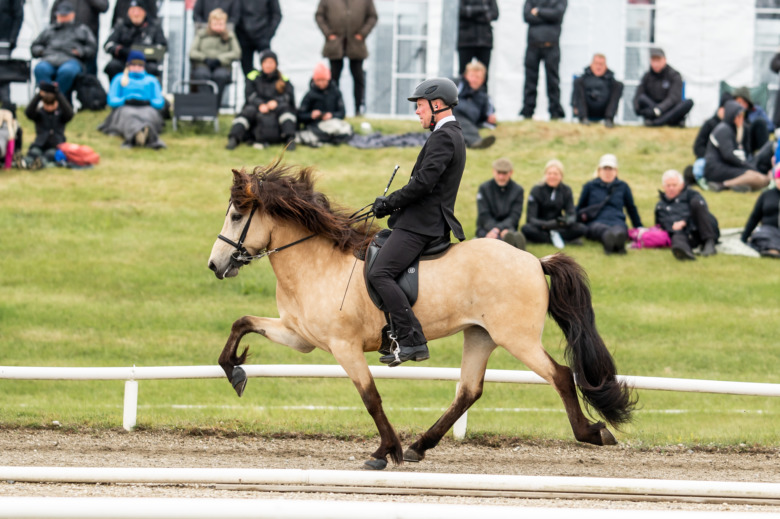 Framgångar för svensk avel på Landsmót