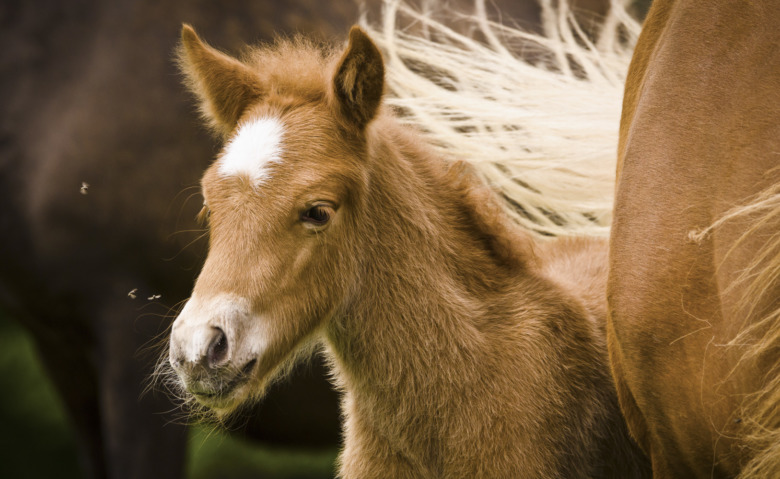 Rätt sätt att skydda fölet mot insekter