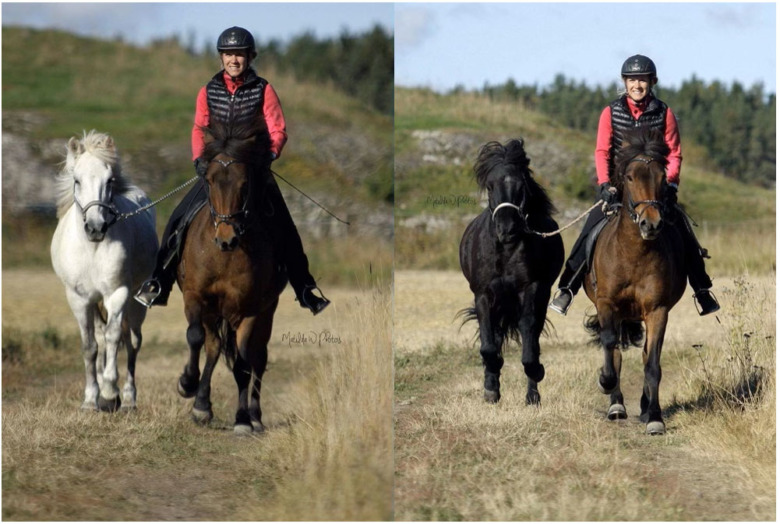 Så lär du dig rida med handhäst