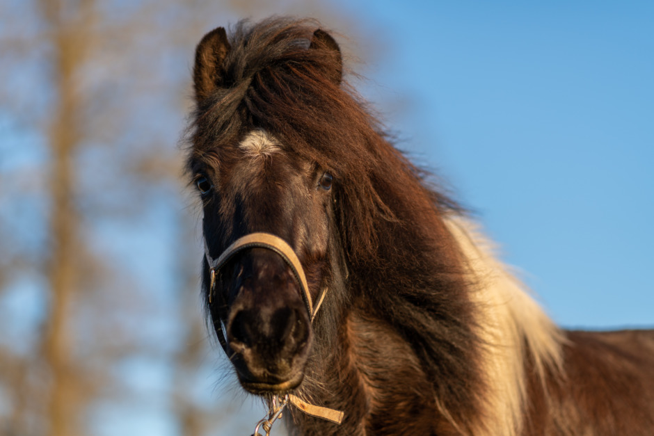Inför hästköpet: ”Leta efter en häst som passar dig”