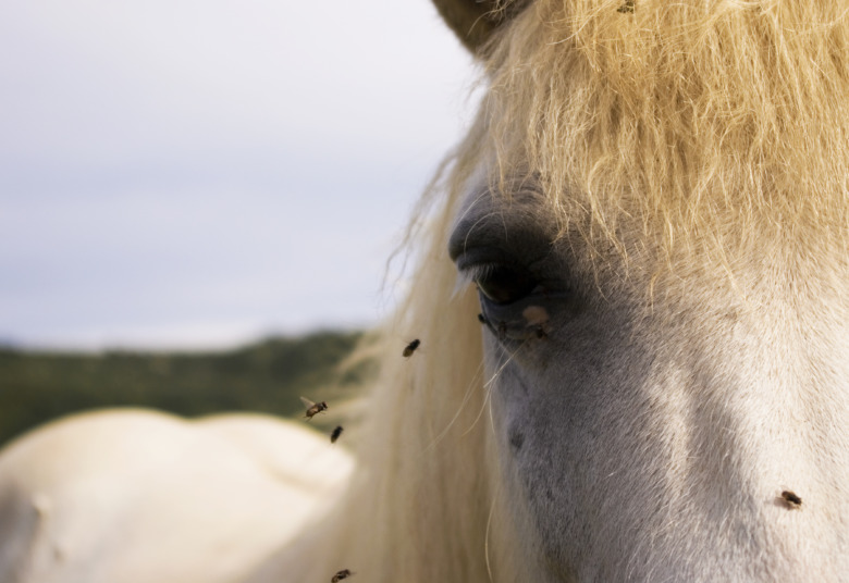 Så blir du flugornas herre