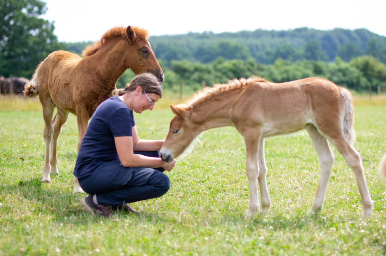 Med sikte mot VM-hästen