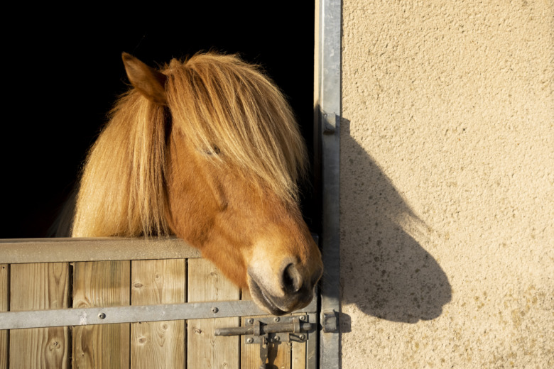 Hyresgäster skriver på kontrakt om hästvälfärd
