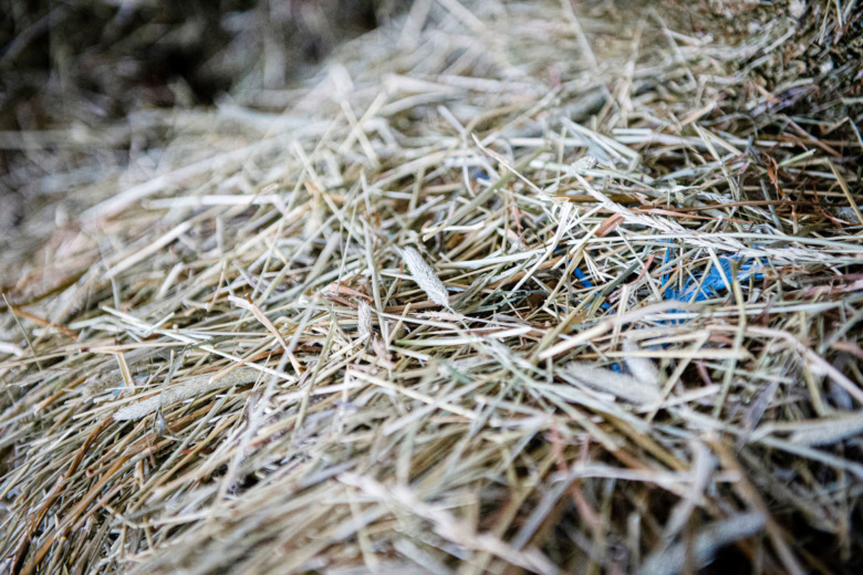 Grovfoder mår bäst i ”skafferiet”