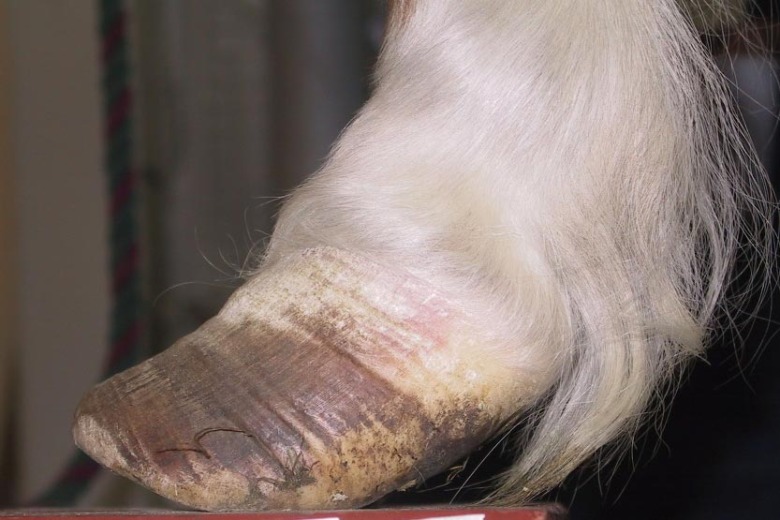 Kvinna åtalad för djurplågeri