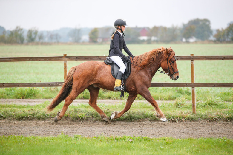 Tre Fálki-mästare utsedda