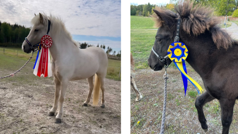 3-åring i topp hos Rydström Engelberg