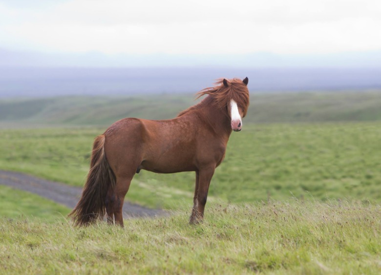 Eldur frá Torfunesi till Tyskland