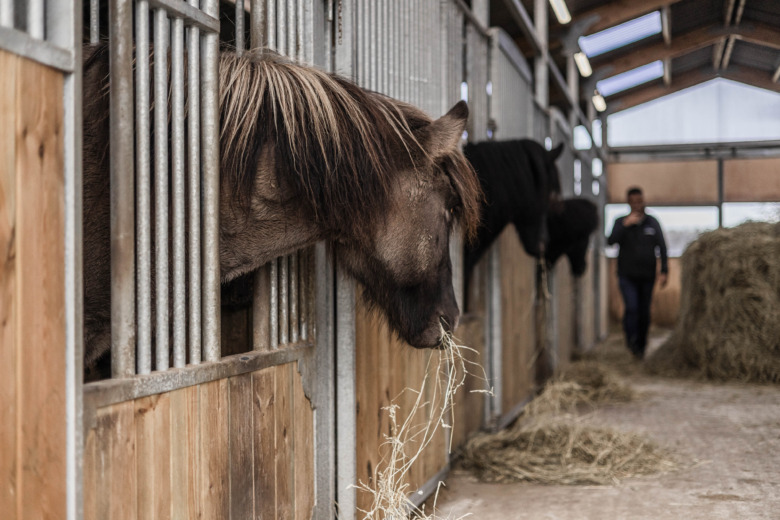 Stallägarna: Så väljer vi foder och strö i höst