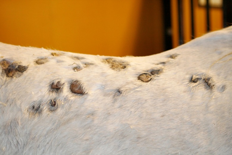 Regnskållor kan frodas i fuktig vinterpäls