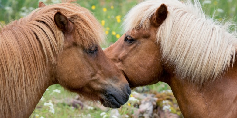 Fel av länsstyrelse när hästägare fick räkning för omhändertagande